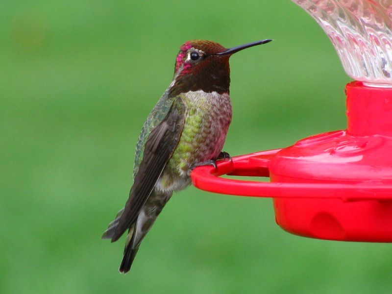 bird, green, hummer, 1080P, winter, animals, humming bird, spring, brown, feeder
