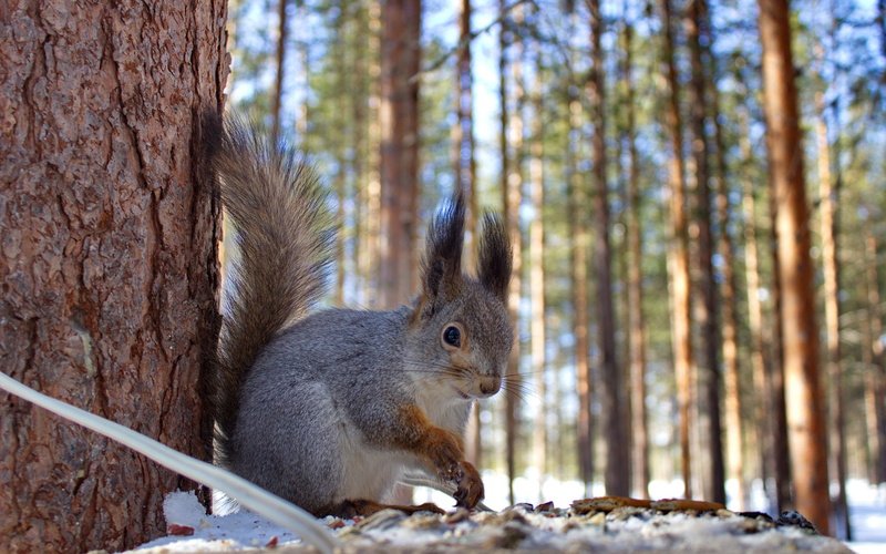 feeders, 2K, Animal, winter, Nature, forest, squirrel