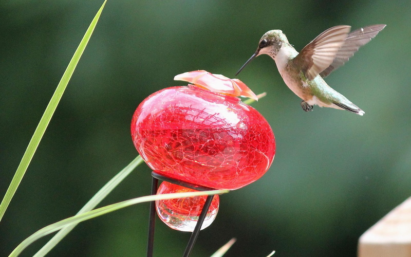 2K, humming, beautiful, hover, hovering, feeder, animals, cute, bird, birds