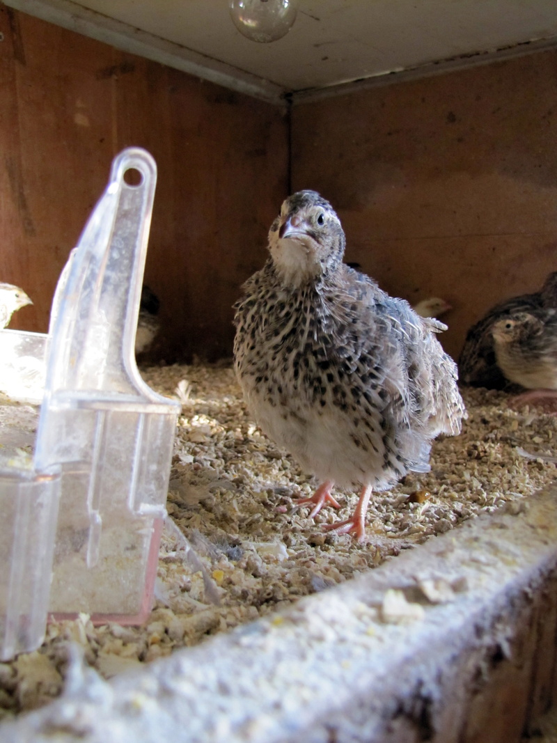 mammal, animal, cage, Bird, no people, chicken - bird, Cage, one animal, perching, 4K, day, Bird Feeder, animals in the wild, animal themes, Quail, young animal
