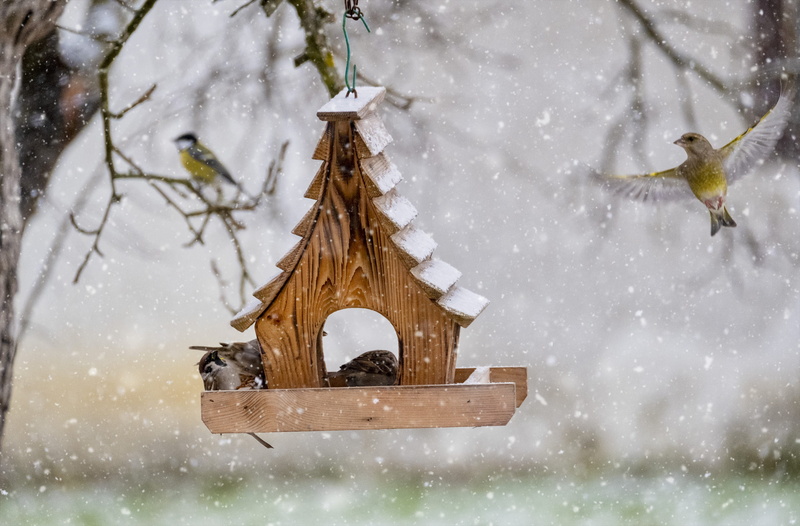 extreme weather, transportation, birdhouse, frozen, animal themes, storm, winter, vehicle, cold temperature, no people, food, tree, countryside, bird feeder