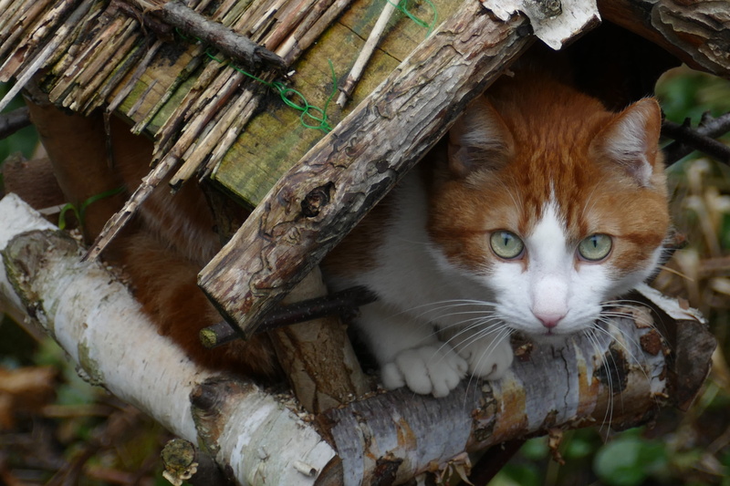 feline, looking at camera, white, mammal, portrait, cat, animal, tree, vertebrate, bird feeder, day, red, hunt, animal head, bird, domestic cat, wood - material