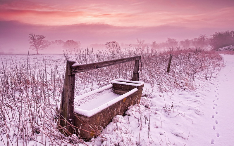 drinking bowl, traces, nature, bare tree, trough, extreme weather, tranquility, 720P, scenics - nature, plant, field, no people, winter, environment, black