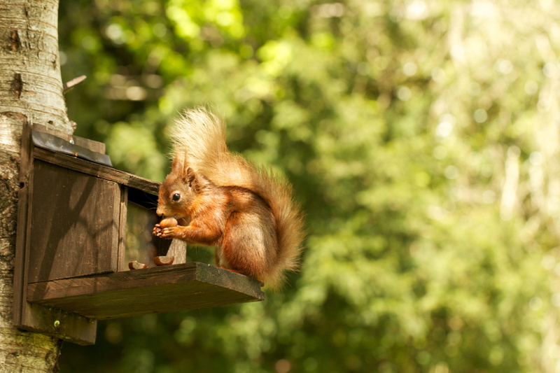 outdoors, monkey, small, rodent, grasmere, animal, lake district, no people, animal themes, allan bank - national trust, food, animal wildlife, primate