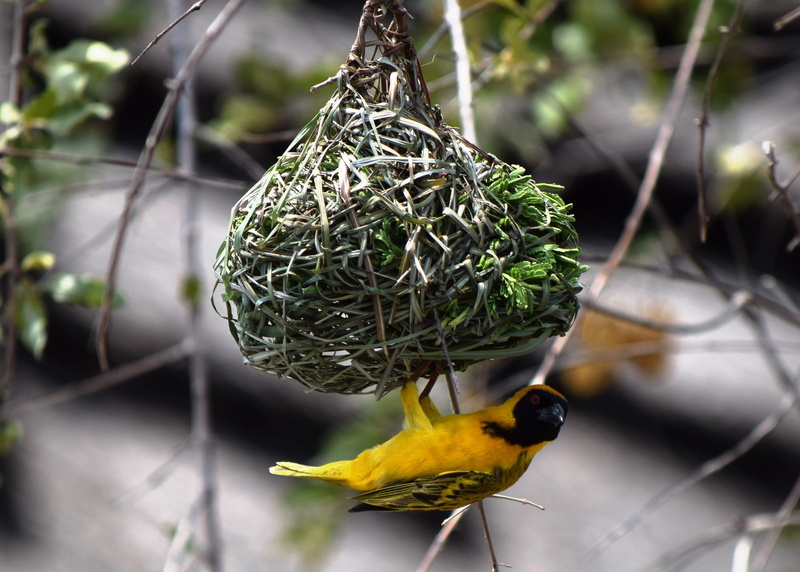 Masked, outdoors, tree, no people, one animal, wildlife, animal, 4K, nest building, Weaver, nature, plant, bird, animals in the wild, perching, bird feeder