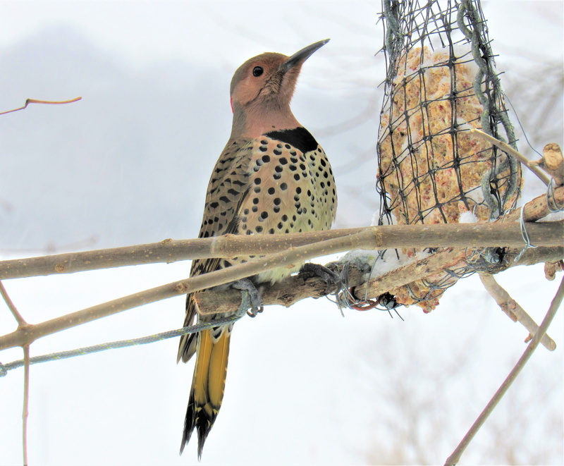 bird, nature, low angle view, animal, animal wildlife, one animal, mouth open, 4K, animals in the wild, spotted, branch, feeder, sky, outdoors, woodpecker