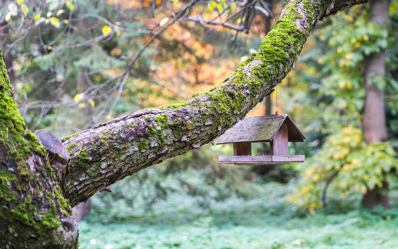 wood - material, tree, hanging, built structure, beauty in nature, no people, focus on foreground, brown, building exterior, tree trunk, 4K, birdhouse