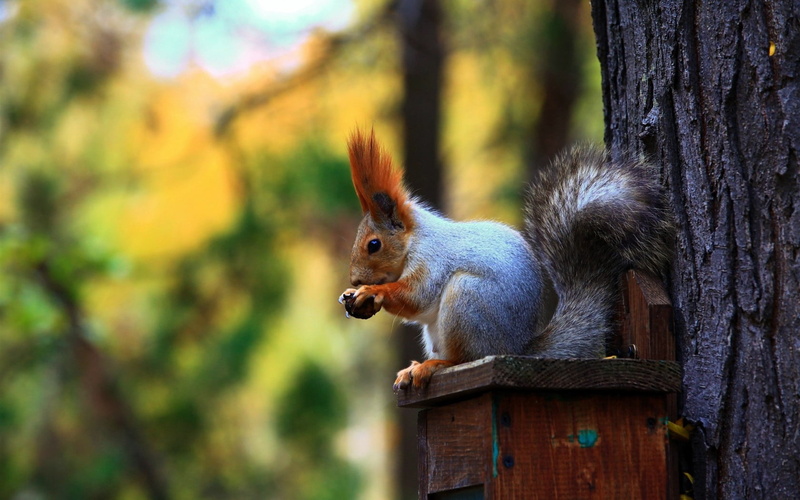 green Color, land, day, animals In The Wild, bushy, autumn, animal, bird, ears, focus on foreground, mammal, woodland, food, animal themes, red, nature