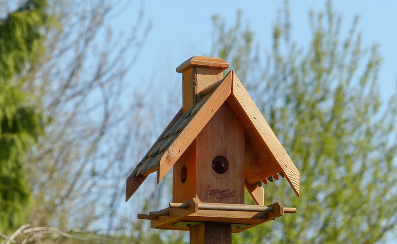 birdhouse, outdoors, art and craft, tree, animal themes, vertebrate, plant, animal, nest, wood - material, close-up, day, bird feeder, sky, built structure
