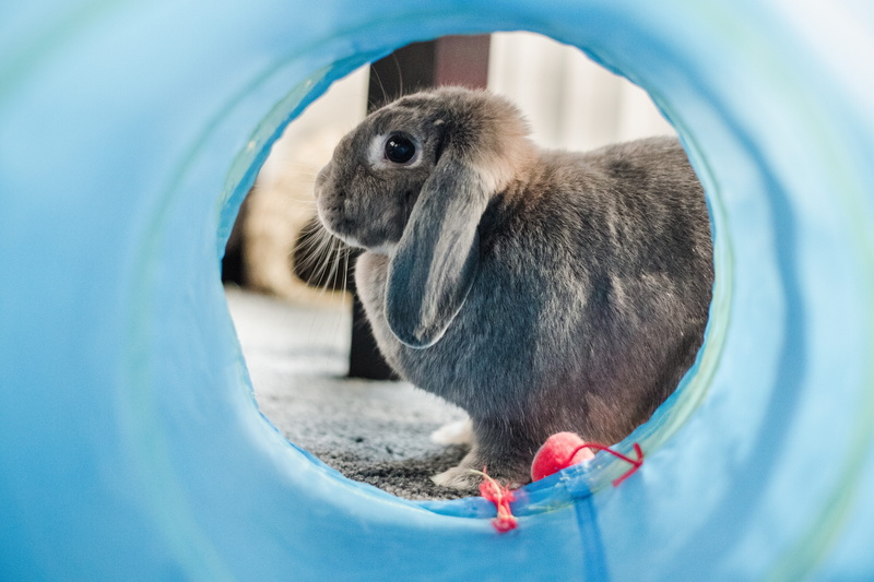 domestic animals, wheel, hare, day, eating, 5K, hole, pets, bird, cat, rabbit, animals in the wild, canine, playground, mammal, snout, cute, selective focus