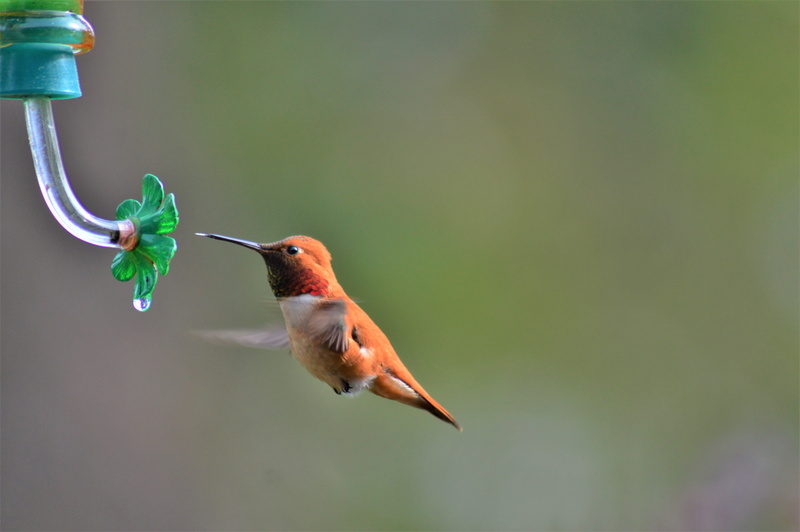 no people, rufous hummingbird, vertebrate, nature, animals in the wild, animal, bird, 5K, animal wildlife, one animal, water, flying, humming bird, day