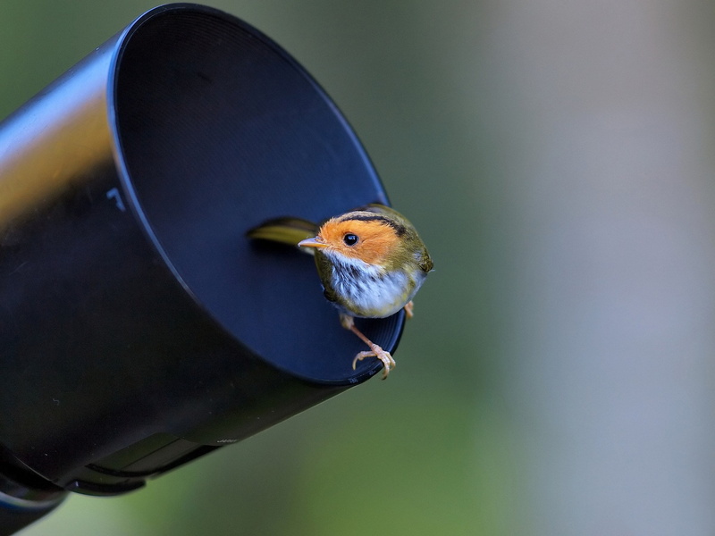 beauty in nature, focus on foreground, no people, animals in the wild, perching, mouth open, bird, close-up, selective focus, nature, vertebrate, bird feeder
