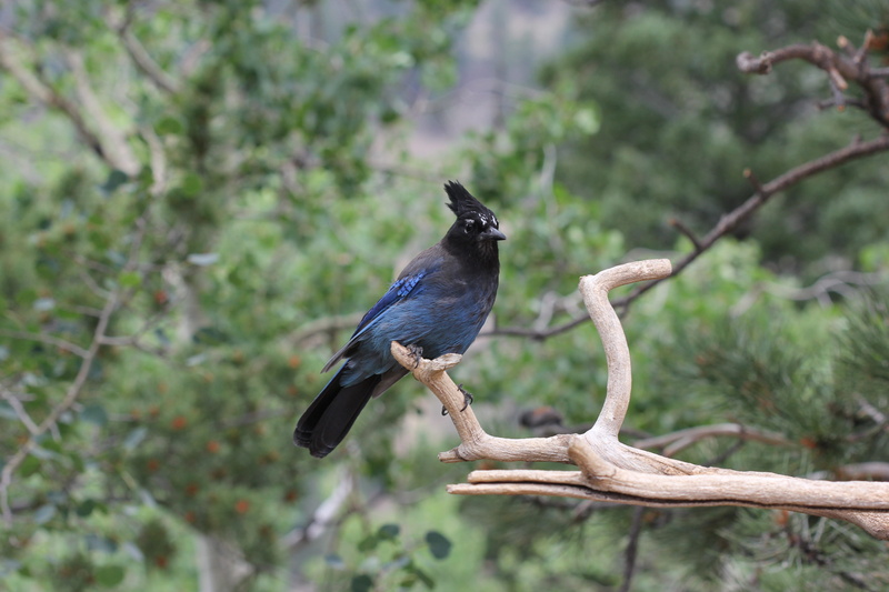 animals in the wild, woods, forest, blackbird, vertebrate, stellar jay, animal wildlife, cute bird, animal themes, one animal, wood, nature, branch, tree