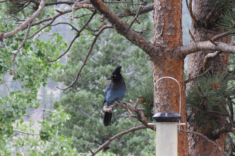 trees, vertebrate, cute, growth, mammal, animals in the wild, tree trunk, 5K, pine tree, cute bird, wood, animal, focus on foreground, forest, colorado