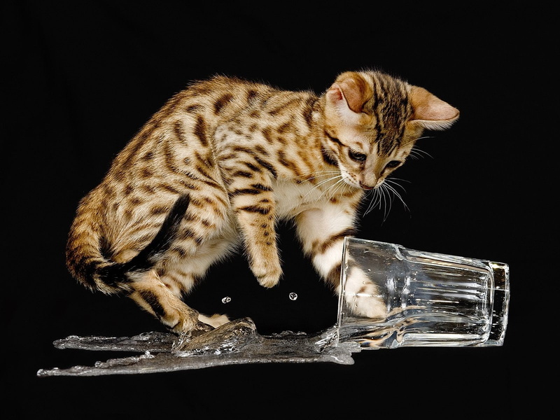 black, water, cat, hd, spill, animals, 720P