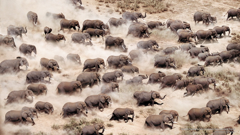 elephant, national, herd, kenya, amboseli, park, Africa, african, 2K