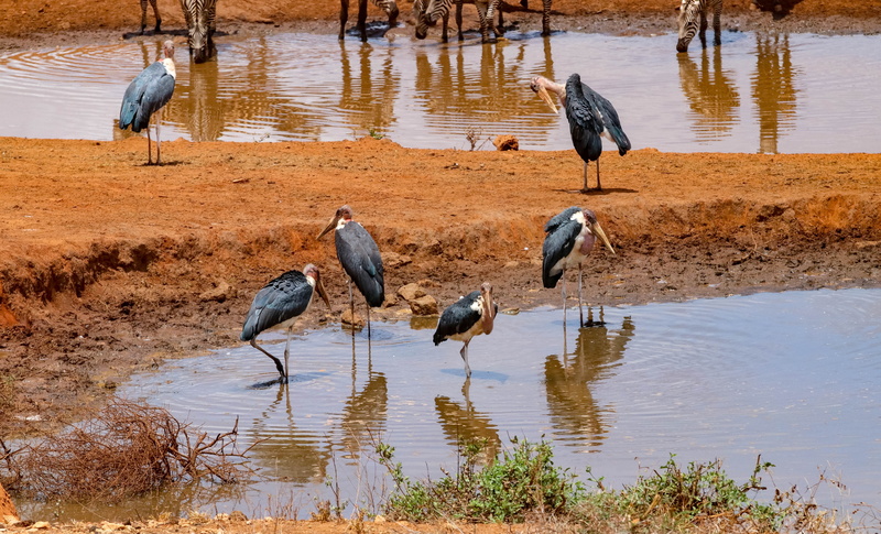 group of animals, lakeshore, animal themes, outdoors, bird, large group of animals, animals in the wild, landscape, no people, marabou storks, safari, water