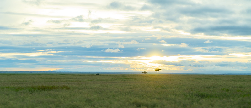 landscape, sun, sunset, kenya, amboseli national park, no people, outdoors, mammal, scenics - nature, beauty in nature, field, africa, land, clouds, nature