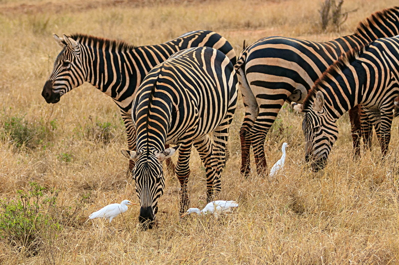 savannah, 2K, wilderness, grass, field, landscape, animal markings, animal, semi-arid, livestock, animal world, mammal, domestic animals, nature, animal themes