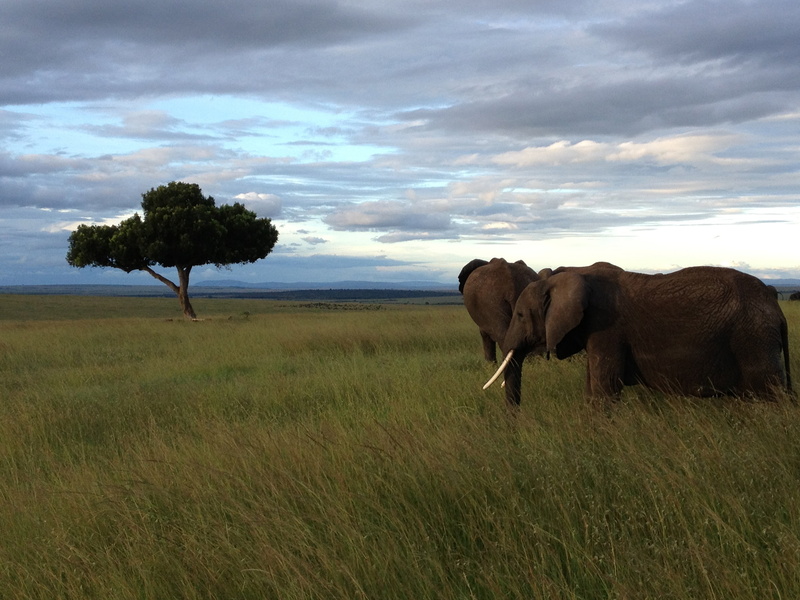 wildlife, herbivorous, animal themes, animal, animal wildlife, tree, beauty in nature, environment, one animal, elephant, 2K, savannah, kenya, landscape