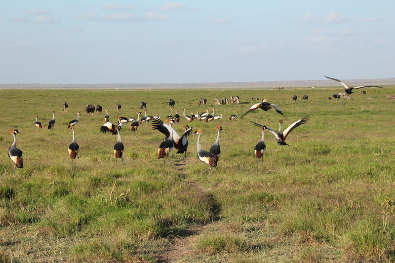 land, vertebrate, landscape, animal wildlife, beauty in nature, animal, 5K, large group of animals, group of animals, grass, sky, flock of birds, no people
