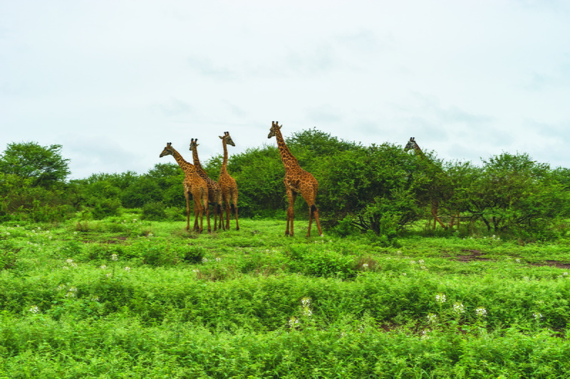 group of animals, fog, nature, sky, animal wildlife, herbivorous, mammal, outdoors, tree, jungle, vertebrate, safari, overcast, pack, kenya, animal themes