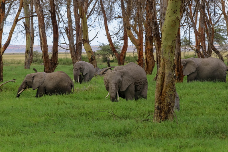field, land, grass, animal family, plant, animal, african elephant, group of animals, trunk, animal themes, day, domestic animals, herbivorous, landscape