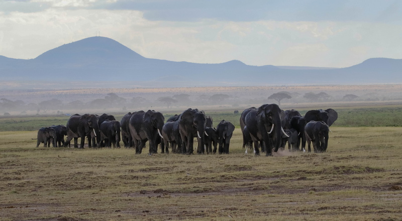 landscape, animal family, africa, animal, kenya, outdoors, environment, domestic, grass, animal world, animals in the wild, elephant, 5K, no people, safari