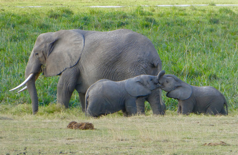 herd, animal themes, day, animal wildlife, animal family, no people, gray, nature, african elephant, safari animals, grass, group of animals, togetherness
