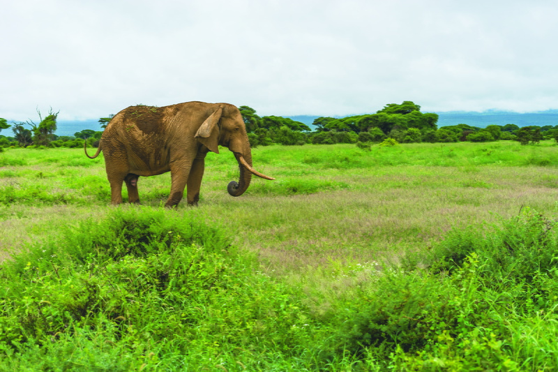 landscape, vertebrate, day, no people, elephant, wild, animal themes, clouds, 5K, land, trees, field, animal trunk, plain, male, herbivorous, animal wildlife