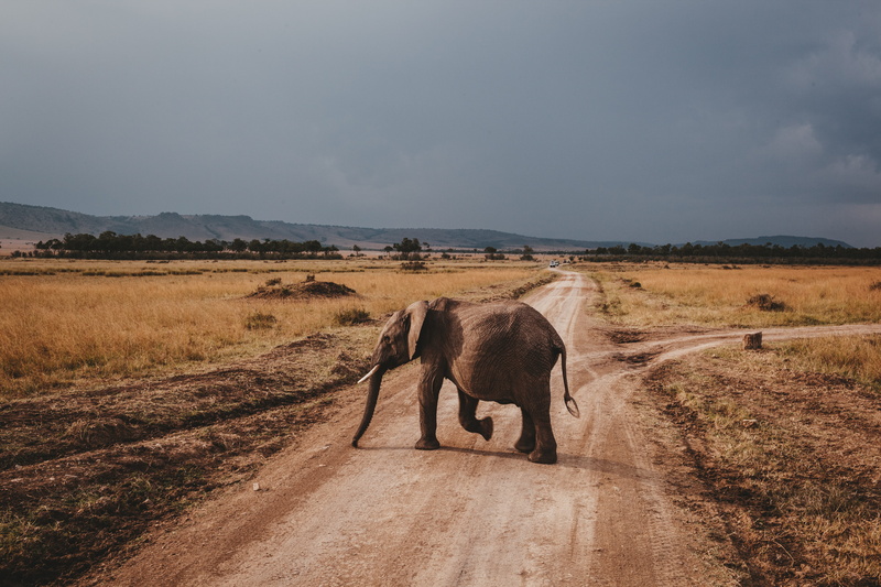 safari Animals, nature, outdoors, horizon, mammal, africa, kenya, animal Trunk, young Animal, desert, savannah, herbivorous, daytime, plain, road, elephant Calf