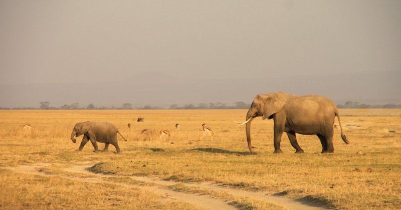 mammal, brown, safari, grass, 2K, animal, outdoors, two, elephant, animal themes, young animal, no people, animal family, gray, kenya, herbivorous, walking