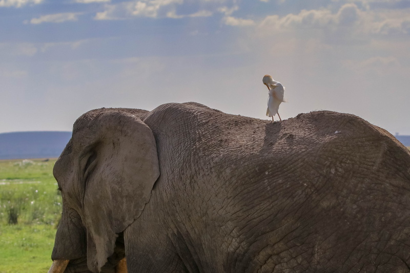 animal wildlife, national park, nature, animal world, standing, vertebrate, 4K, one animal, east africa, outdoors, elephant africa, amboseli, beauty in nature