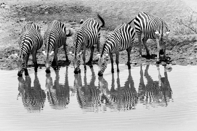 tsavo, wilderness, herbivorous, animal world, zebra, no people, nature, animal, savannah, reflection, animal themes, herd, animal wildlife, safari, water hole