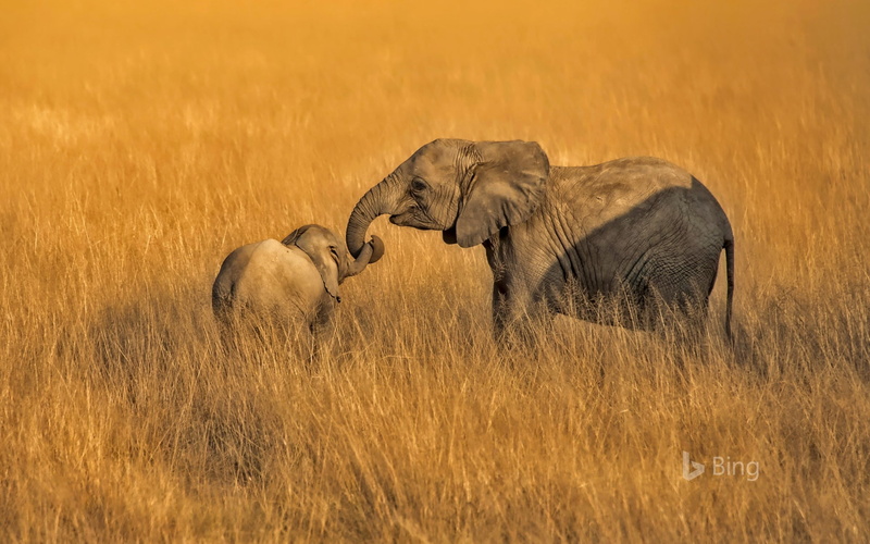 grass, plant, elephants, prairie, young animal, amboseli, no people, animal themes, vertebrate, animal family, safari, park, animals in the wild, group of animals