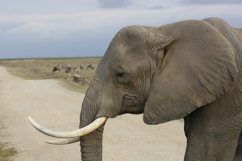 animal, no people, focus on foreground, landscape, animal wildlife, animal trunk, safari, 4K, animal body part, africa, animal themes, mammal, herbivorous