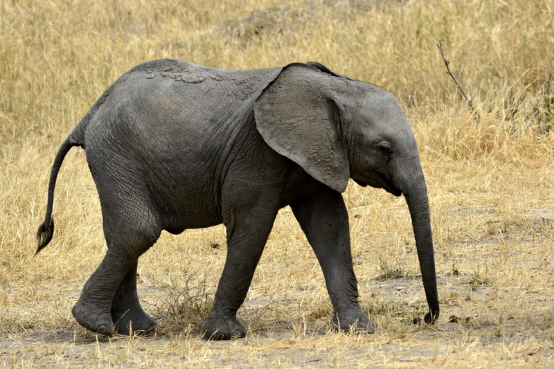 black, tarangire, tsavo, herbivorous, amboseli, field, elephant, walking, animals in the wild, no people, mammal, outdoors, tanzania, african elephant