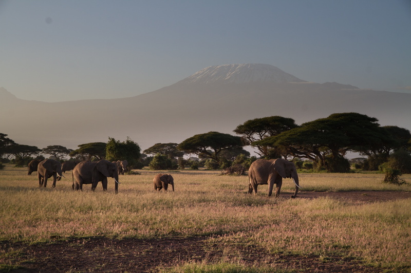 elephants, domestic, plant, sky, africa, 5K, nature, no people, animal wildlife, african bush elephant, mammal, domestic animals, azaleas, wilderness