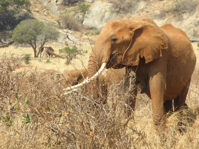 animal trunk, animal wildlife, savanna, mammal, animals in the wild, big-five, national, 4K, animal, plant, vertebrate, nature, animal body part, herbivorous