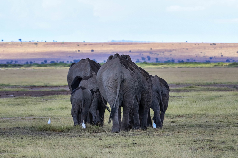 5K, outdoors, herd of elephants, animal world, domestic animals, animals in the wild, animal family, animal wildlife, animal trunk, elephant, animal themes