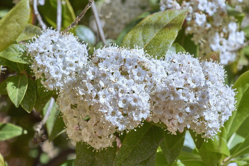 flower head, petal, plant part, green color, inflorescence, nature, bunch of flowers, outdoors, freshness, flora, white color, vulnerability, no people