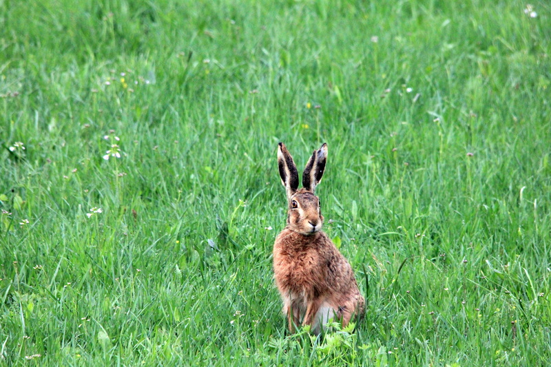 animal themes, brown, animal, wildlife, cute, grass, domestic animals, easter, vertebrate, meadow, outdoors, animals in the wild, field, mammal, animal wildlife