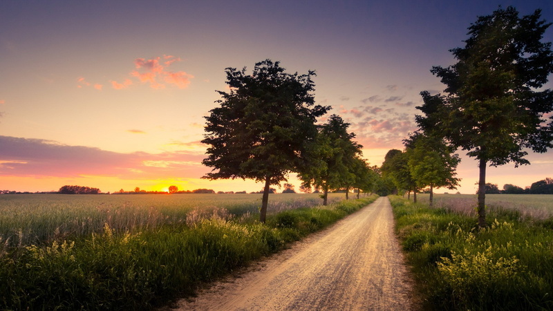 diminishing perspective, field, environment, road, no people, direction, transportation, tree, scenics - nature, tranquil scene, grass, tranquility, outdoors