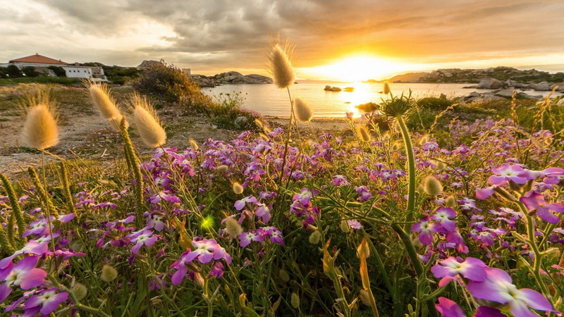 scenics - nature, purple, tranquility, beauty in nature, cloud - sky, sky, sea, water, flower, growth, tranquil scene, sunset, plant, nature, 1080P, land