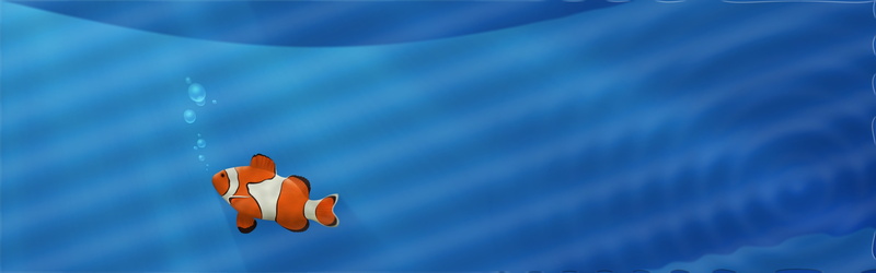 animals, clownfish, 4K