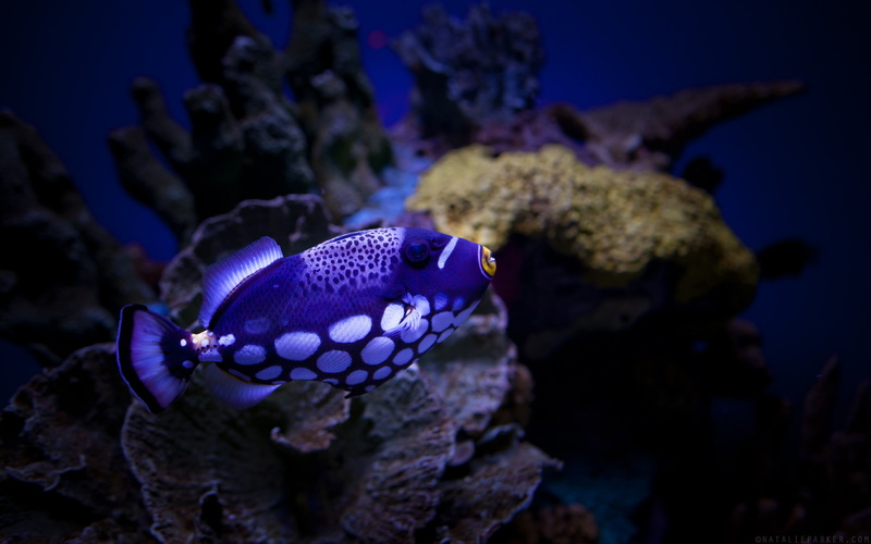 white, triggerfish, 2K, blue, fish, clown