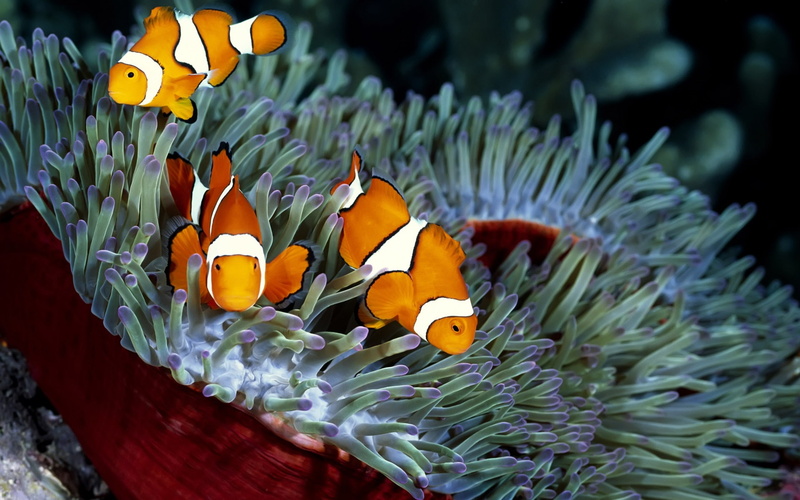 Orange, Coral, clown, Fish, fishes, three, 1080P, tropical