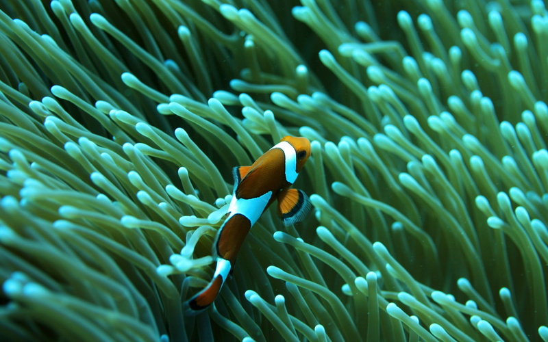 Coral, Clown, 1080P, Fish, Underwater