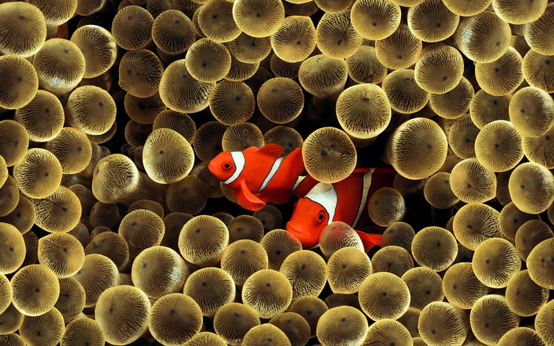 clown, 2K, golden, fish
