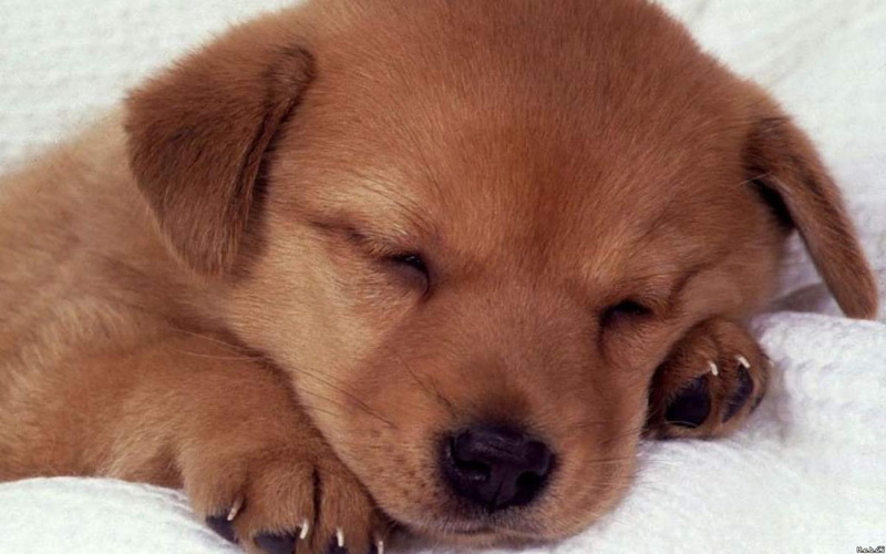 little, dogs, 1080P, sleeping, animals, chou